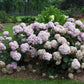 Hydrangea arborescens NCHA4 Incrediball Blush
