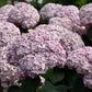 Hydrangea arborescens NCHA4 Incrediball Blush