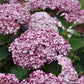 Hydrangea arborescens NCHA4 Incrediball Blush