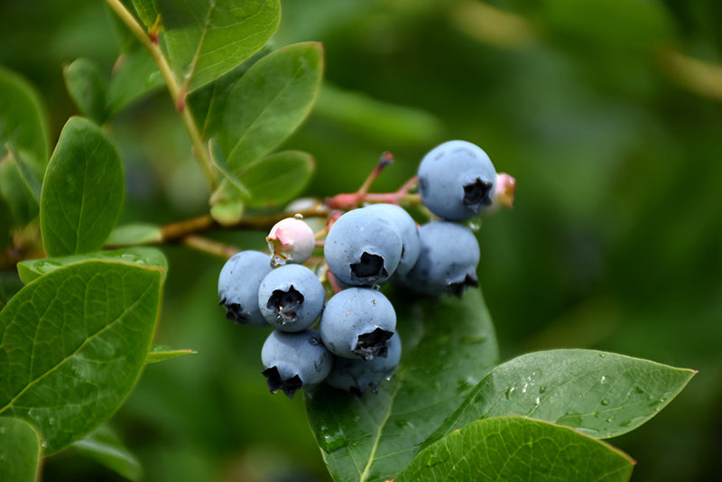 Northcountry Blueberry Plant