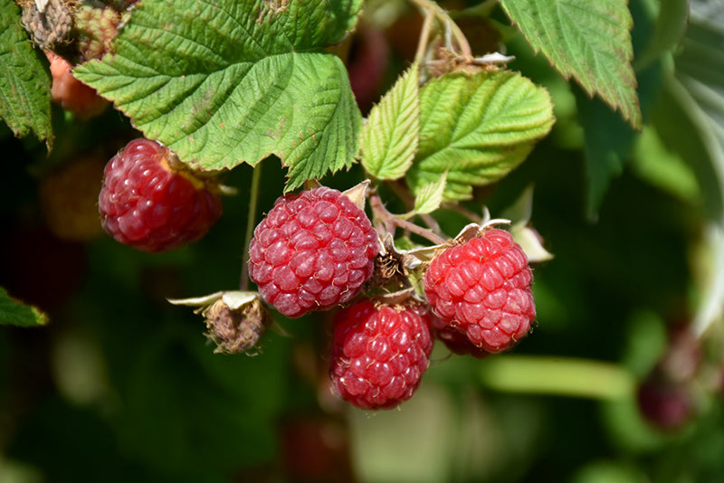 Rubus ‘Prélude’ Everbearing Raspberry