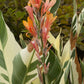Stuttgart Variegated Leaf Canna