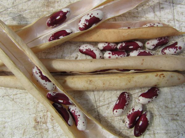 Jacob's Cattle Drying Bean Seeds online shopping