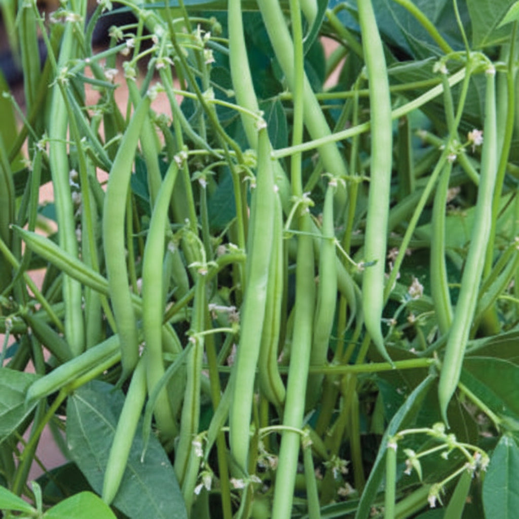 Jade Bush Bean Seeds online shopping