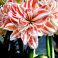 Dancing Queen Double Amaryllis Bulbs