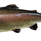 Jumper Trout Eggs WA aquaculture online shopping