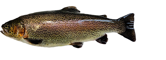 Jumper Trout Eggs WA aquaculture online shopping