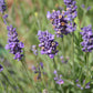 Lavandula angustifolia Ellagance Purple