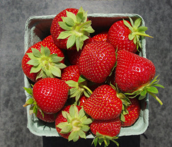 AAC-Audrey Early Season Strawberry