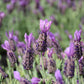 Lavandula stoechas  Otto Quast
