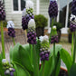 Grape Ice Muscari Bulbs