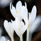 Album Colchicum Corms
