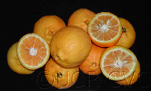 Kabosu Papeda Hybrid Budwood citrus plant material online shopping