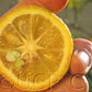Kabosu Papeda Hybrid Budwood citrus plant material online shopping