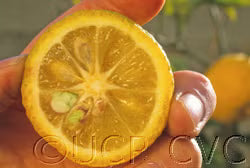 Kabosu Papeda Hybrid Budwood citrus plant material online shopping