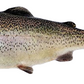 Kamloops Trout Eggs WA