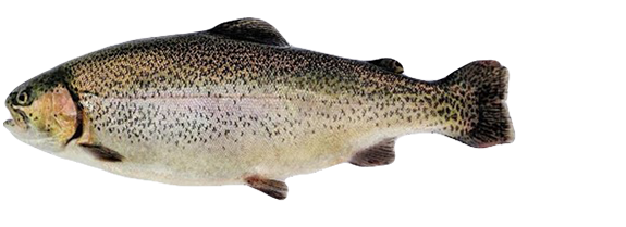 Kamloops Trout Eggs WA