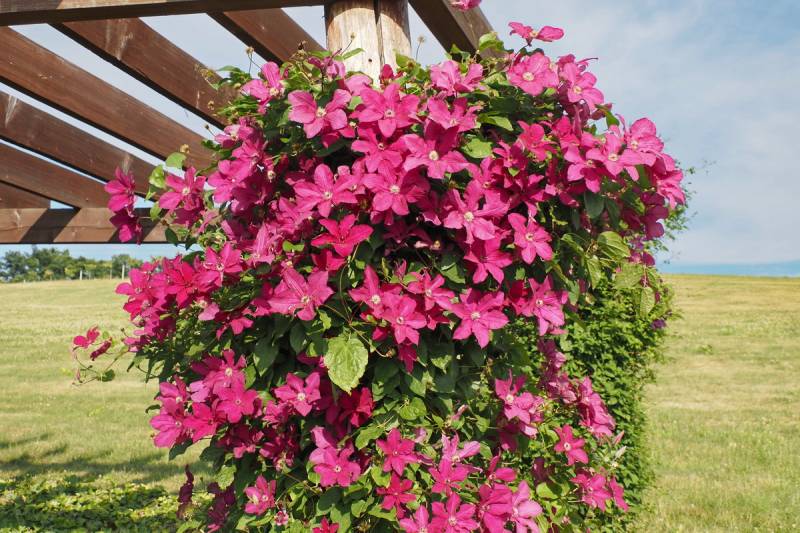 Kardynal Wyszynski Clematis Vine
