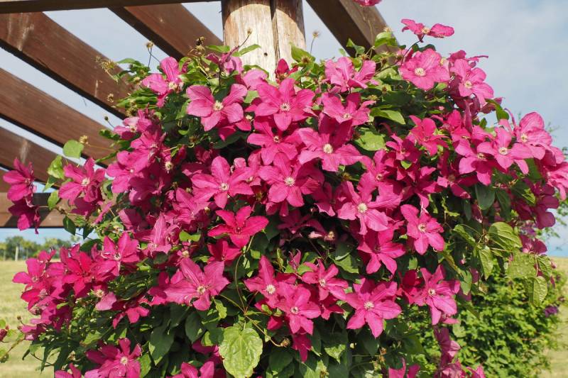 Kardynal Wyszynski Clematis Vine