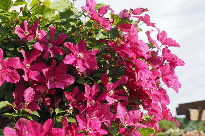 Kardynal Wyszynski Clematis Vine