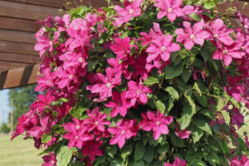 Kardynal Wyszynski Clematis Vine