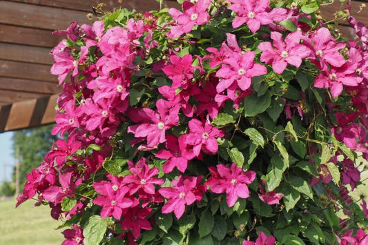 Kardynal Wyszynski Clematis Vine