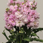 Katz Cherry Blossom Seeds online shopping