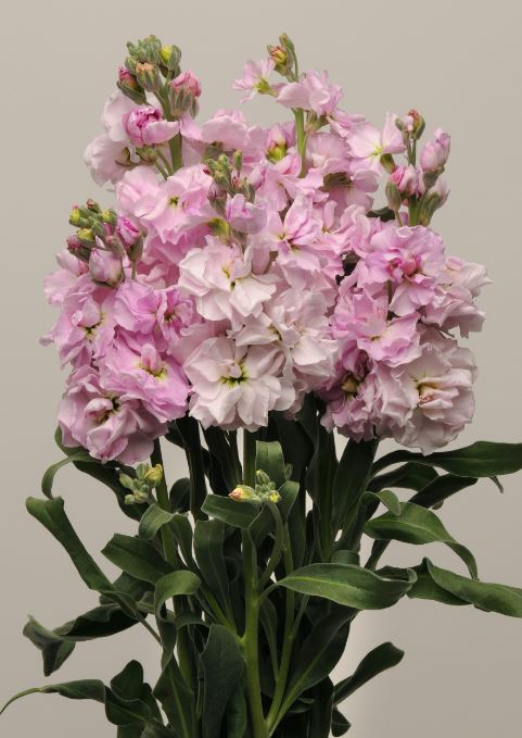Katz Cherry Blossom Seeds online shopping