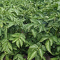 Kennebec White Skinned Potato Plants online shopping