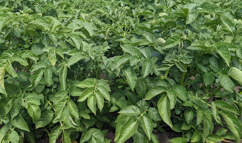 Kennebec White Skinned Potato Plants online shopping