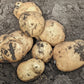 Kennebec White Skinned Potato Plants online shopping