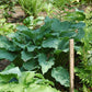 Komodo Dragon Hosta Plant