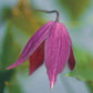 Koreana Brunet Clematis Vine
