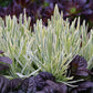 Lavandula angustifolia Platinum Blonde