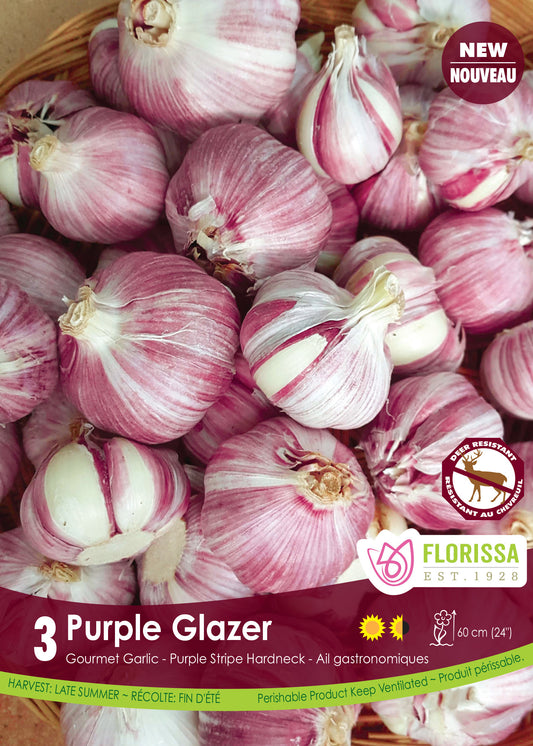 Purple Glazer Garlic Bulbs