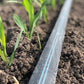 Irrigation tubing running parallel to young plants in a field