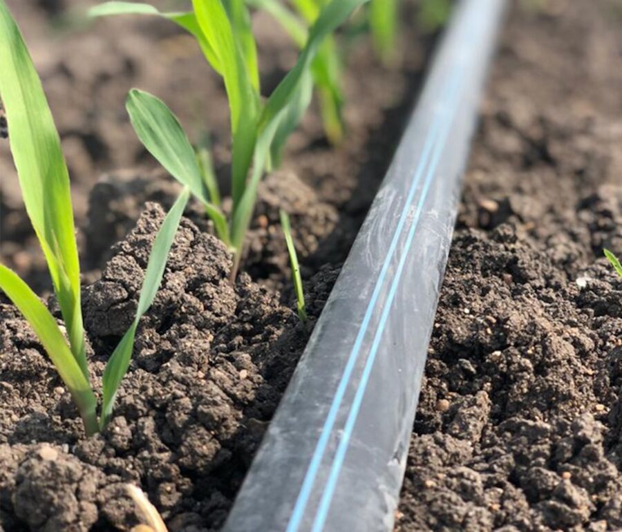 Irrigation tubing running parallel to young plants in a field