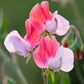 Painted Lady Sweet Pea Seeds online shopping