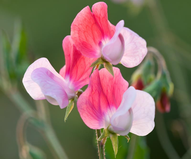 Painted Lady Sweet Pea Seeds online shopping