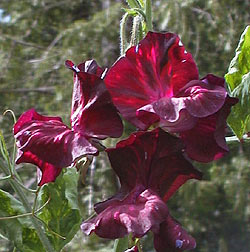 Midnight Sweet Pea Seeds online shopping