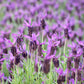 Lavandula stoechas  Otto Quast