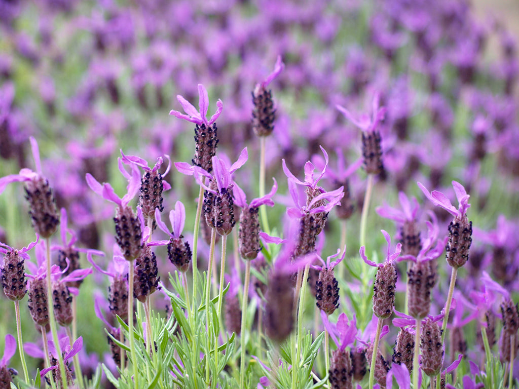 otto quast lavender plant Lavandula stoechas Otto Quast – EVERGREEN