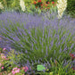 Lavandula x intermedia Phenomenal