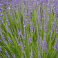 Lavandula x intermedia Phenomenal