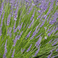 Lavandula x intermedia Phenomenal