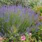 Lavandula x intermedia Phenomenal