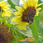 Lemon Queen Sunflower Seeds online shopping