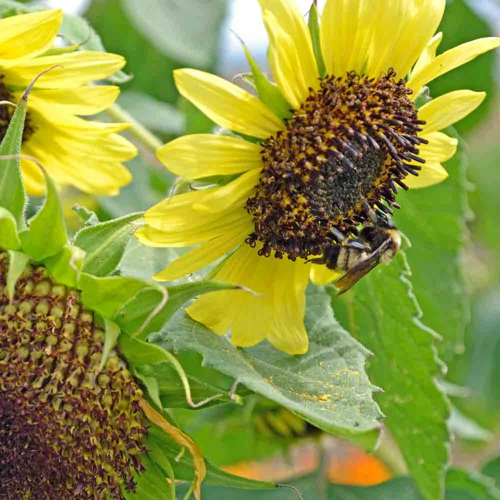 Lemon Queen Sunflower Seeds online shopping