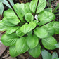 Lemon Snap Hosta Plant
