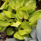 Lemon Snap Hosta Plant